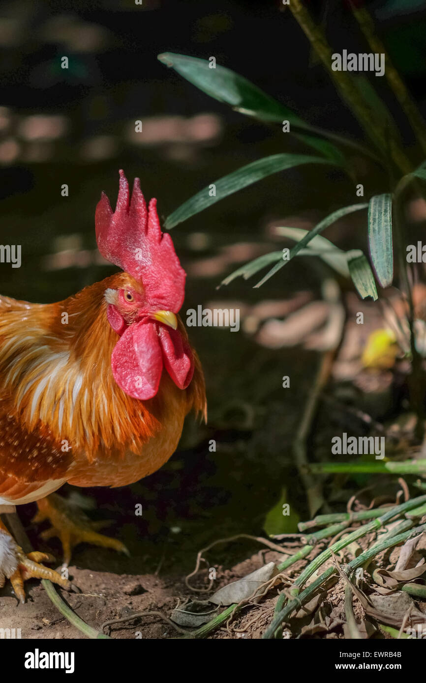 Un individuo maschile di uccelli selvatici rossi (Gallus gallus) è fotografato allo zoo di Bali a Singapadu, Sukawati, Gianyar, Bali, Indonesia. Foto Stock