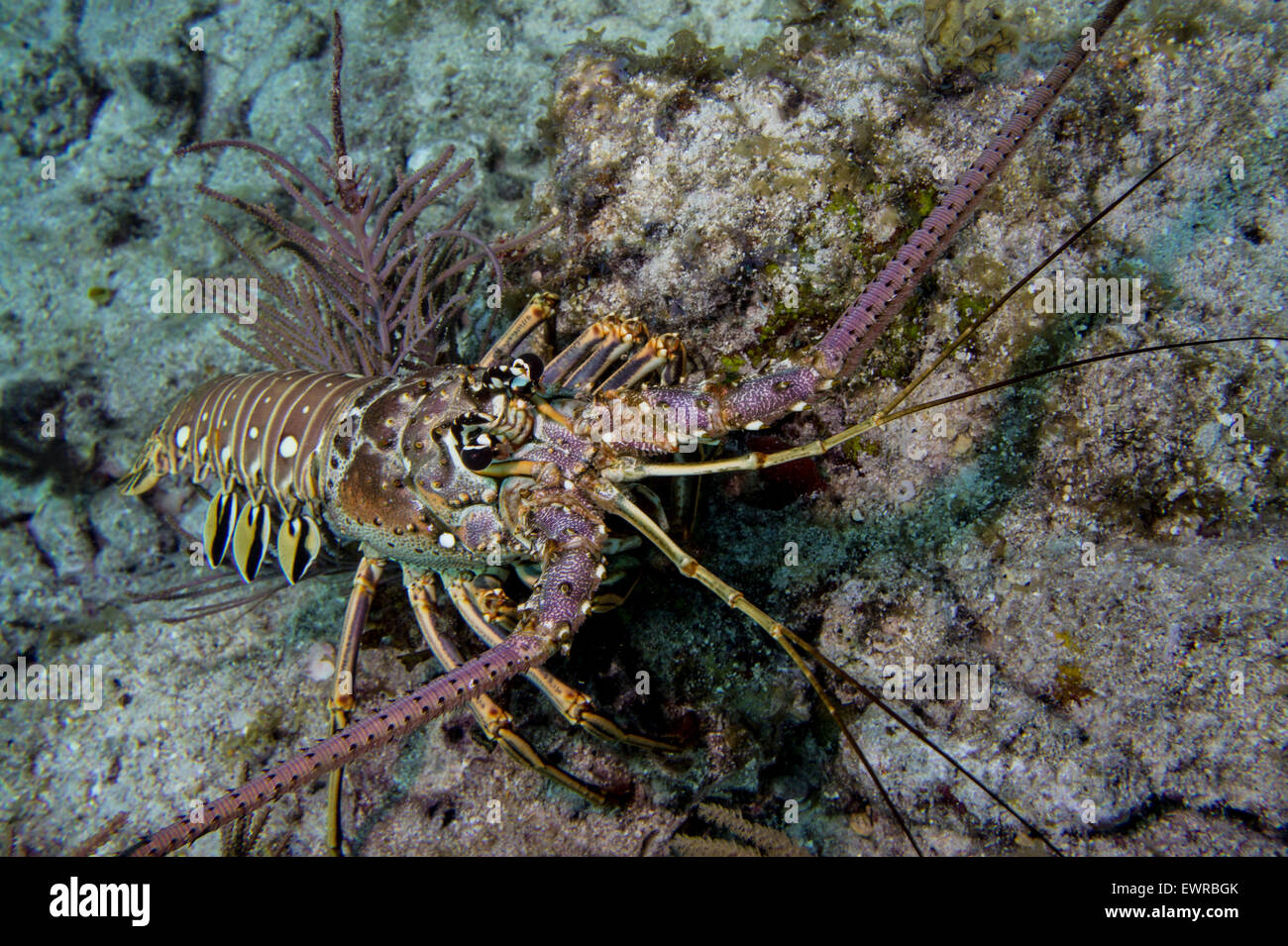 Aragosta botole attraverso il fondo dell'oceano. Foto Stock