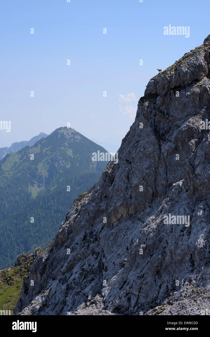 Camosci sul bordo di una ripida parete di roccia che si affaccia sulla zona, Karwendel, Austria Foto Stock