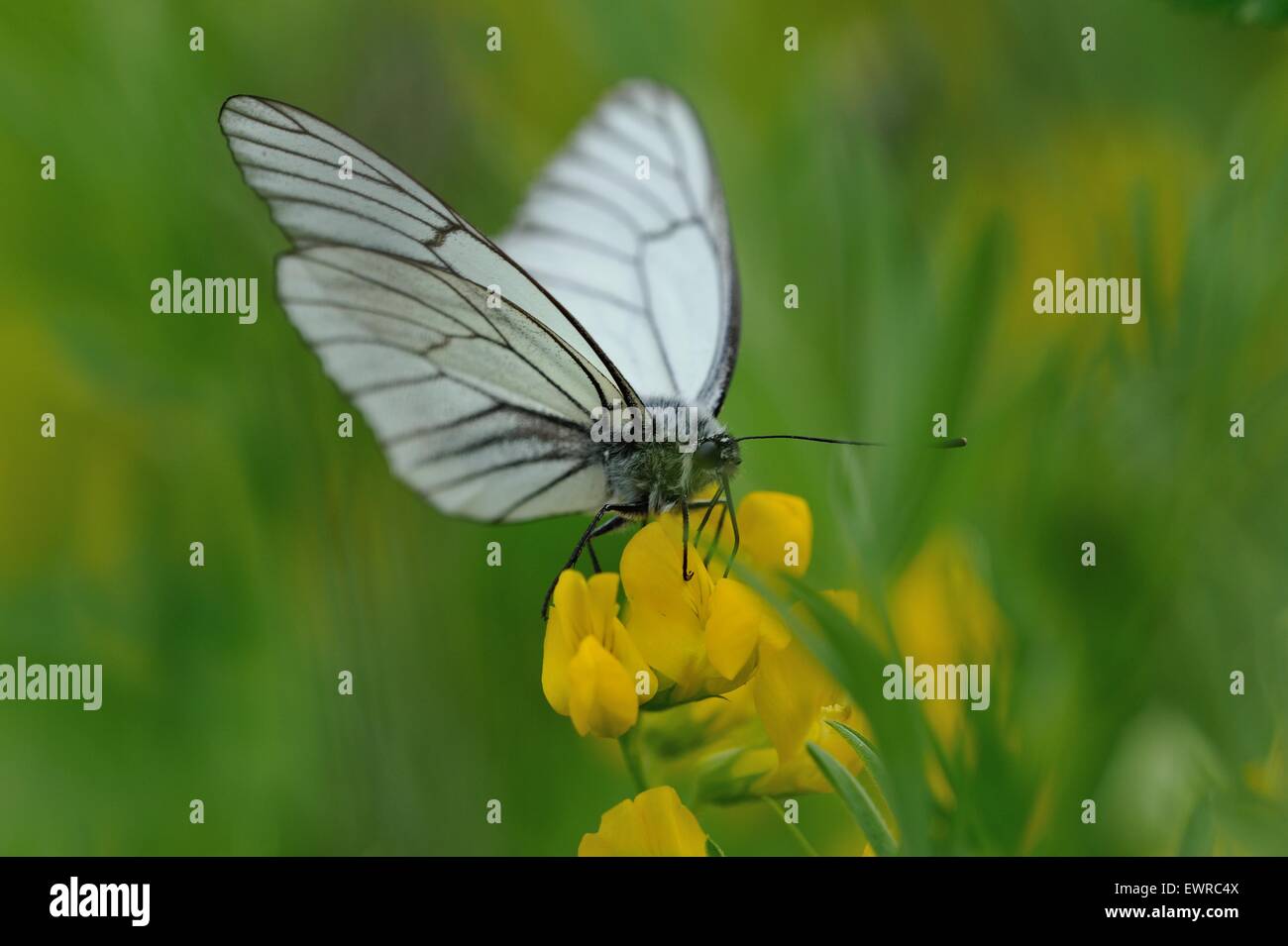 Close up di nero-bianco venato butterfly sul campo fiorito sfondo Foto Stock