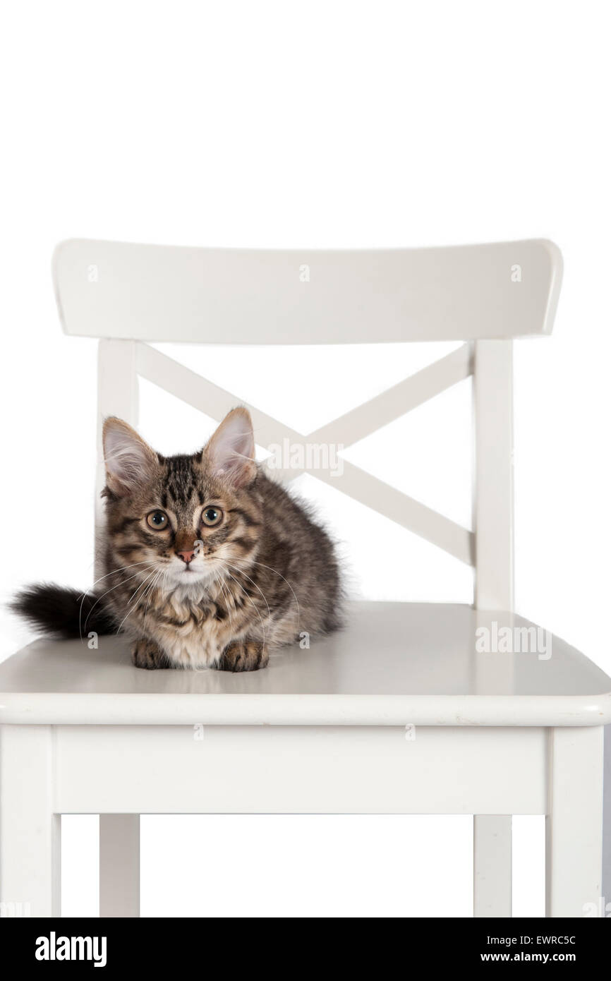 Una razza rara munchkin cat Foto Stock