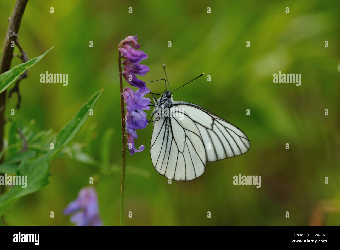Close up di nero-bianco venato butterfly sul campo fiorito sfondo Foto Stock