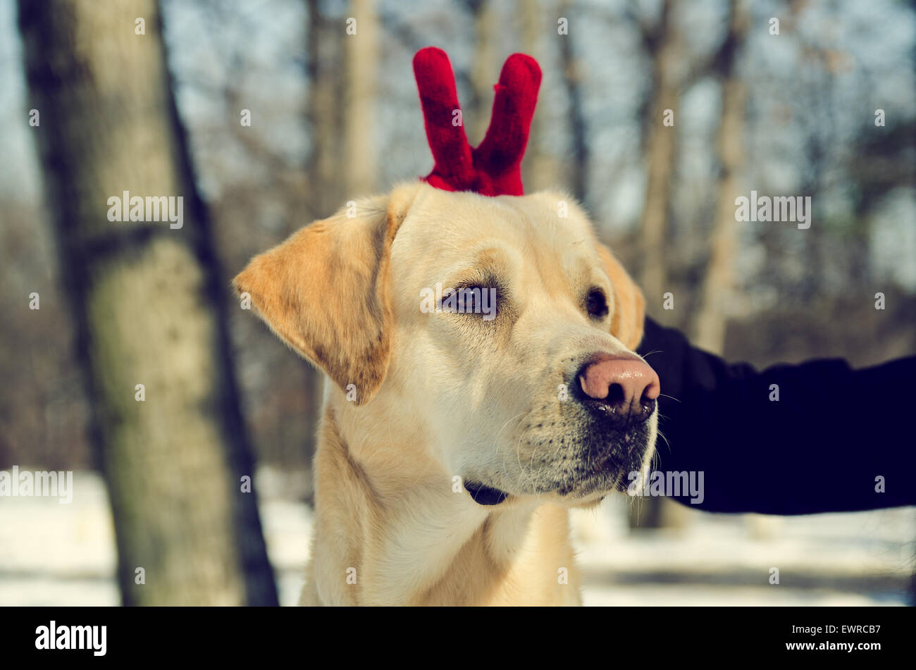 Orecchie di coniglietto per il cane Foto Stock