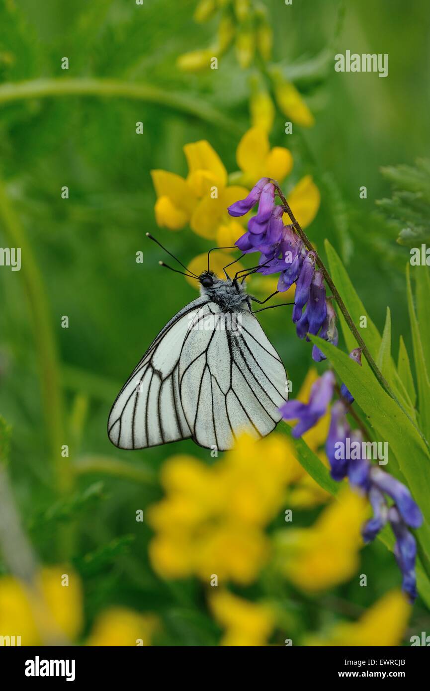 Close up di nero-bianco venato butterfly sul campo fiorito sfondo Foto Stock