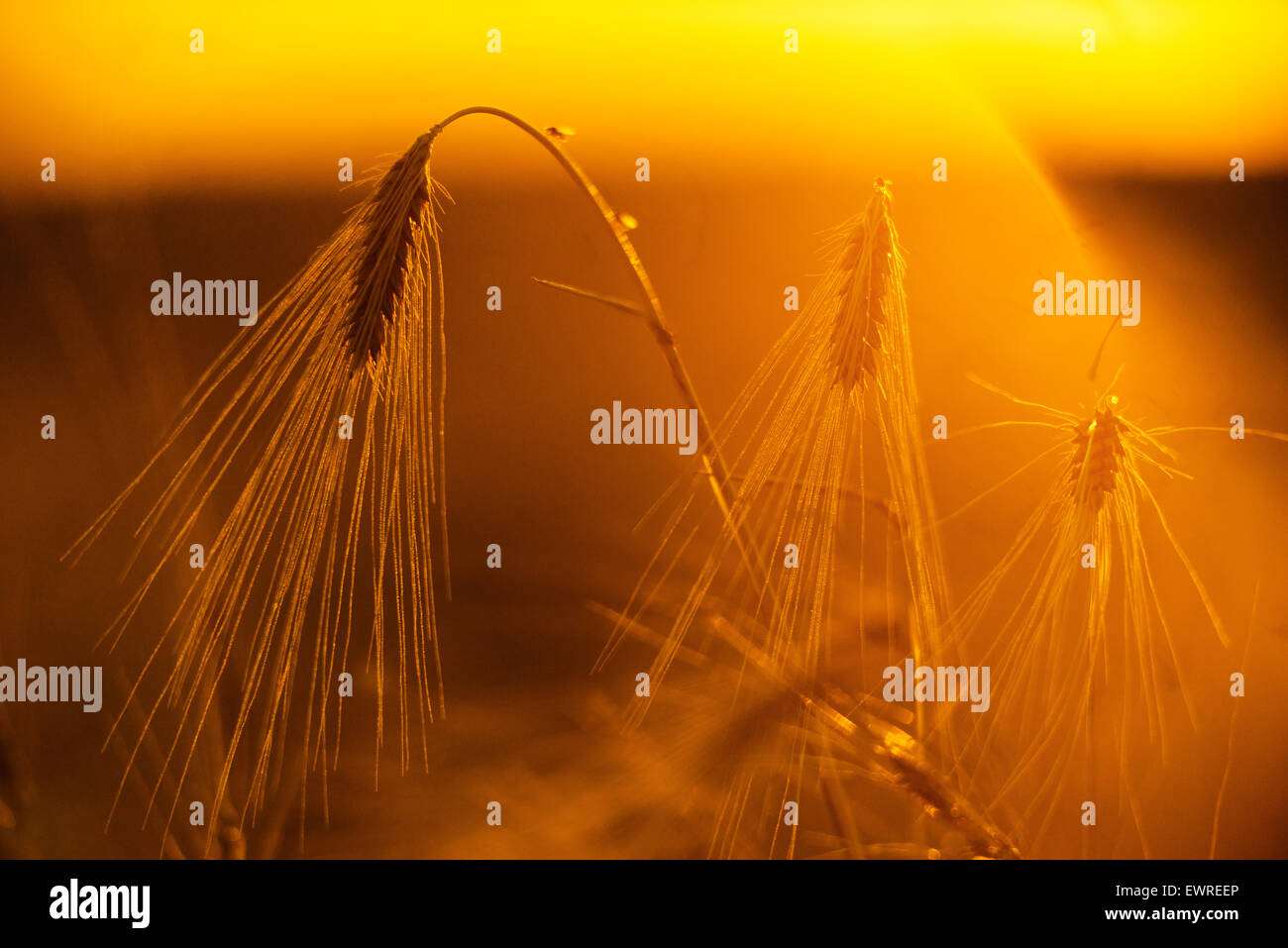 Campo di orzo in golden bagliore del sole serale Foto Stock
