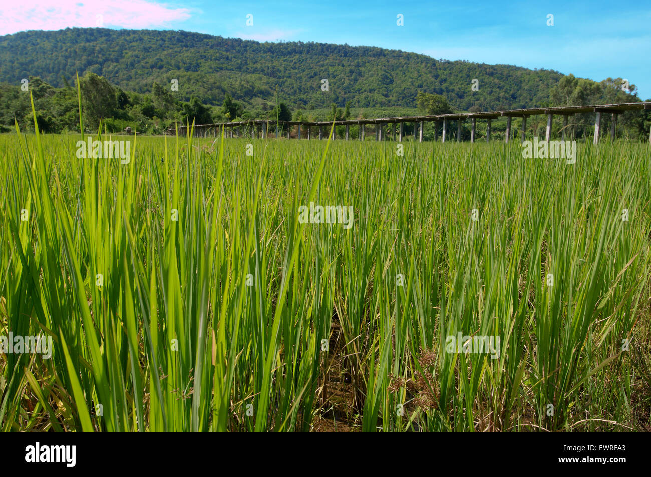 Campo di riso, Loei provincia, Thailandia Foto Stock