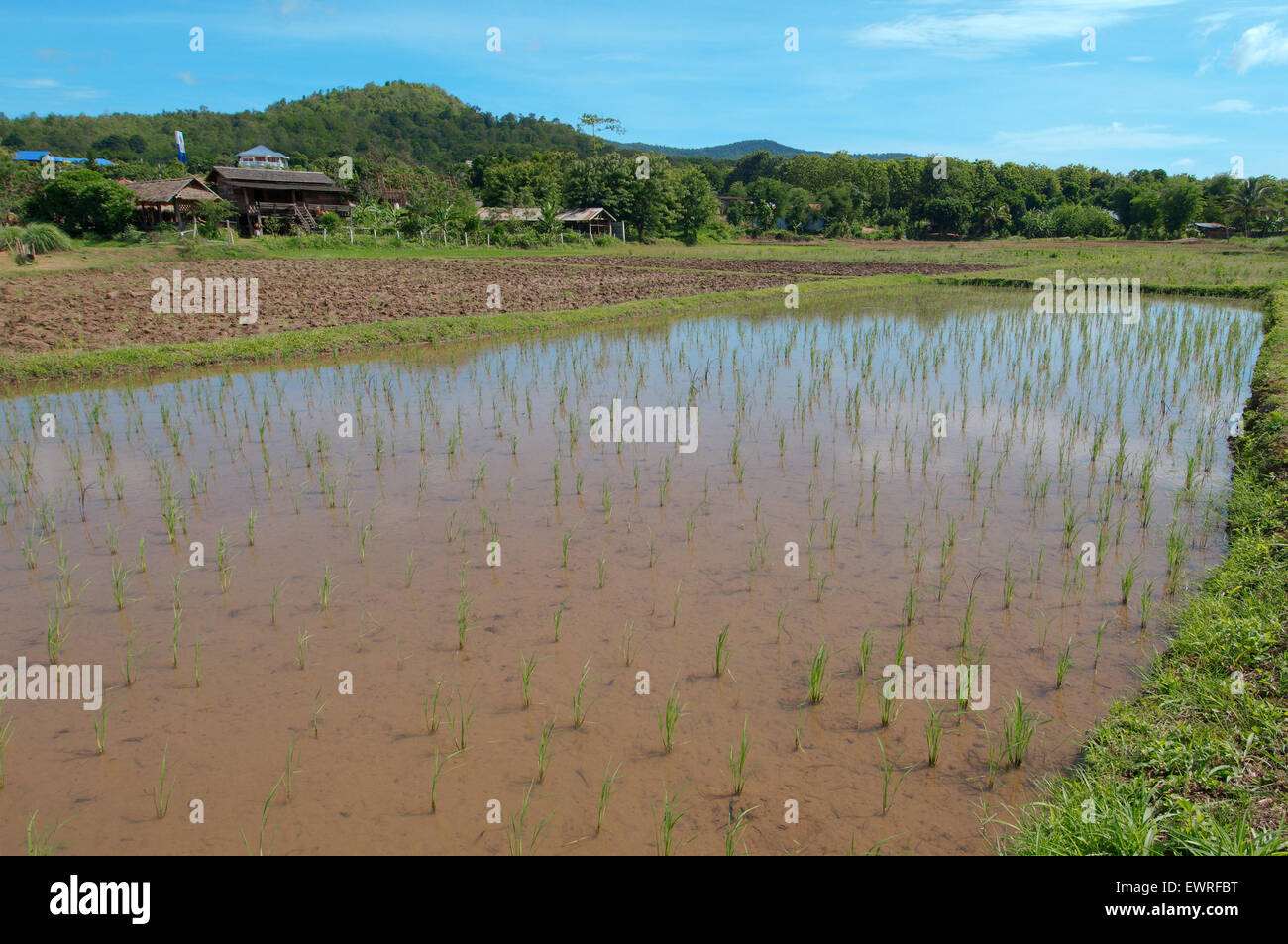 Campo di riso, Loei provincia, Thailandia Foto Stock