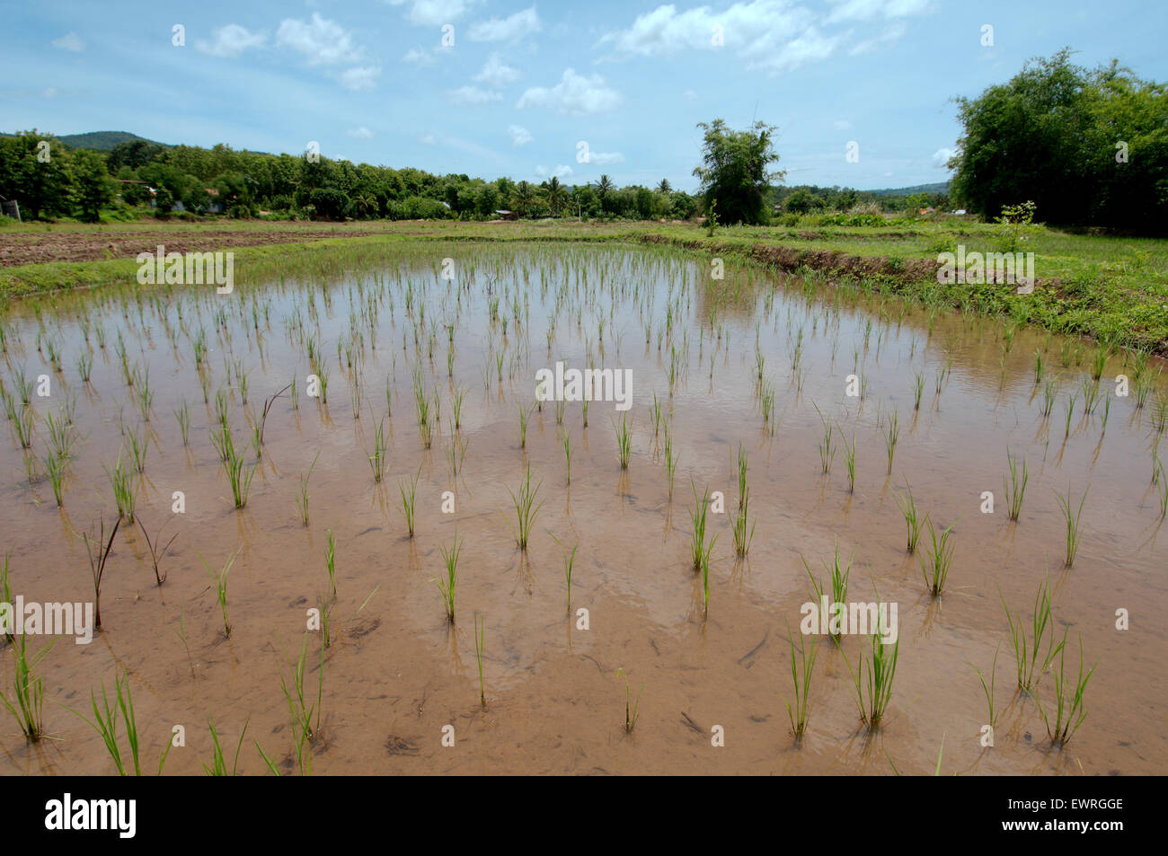 Campo di riso, Loei provincia, Thailandia Foto Stock