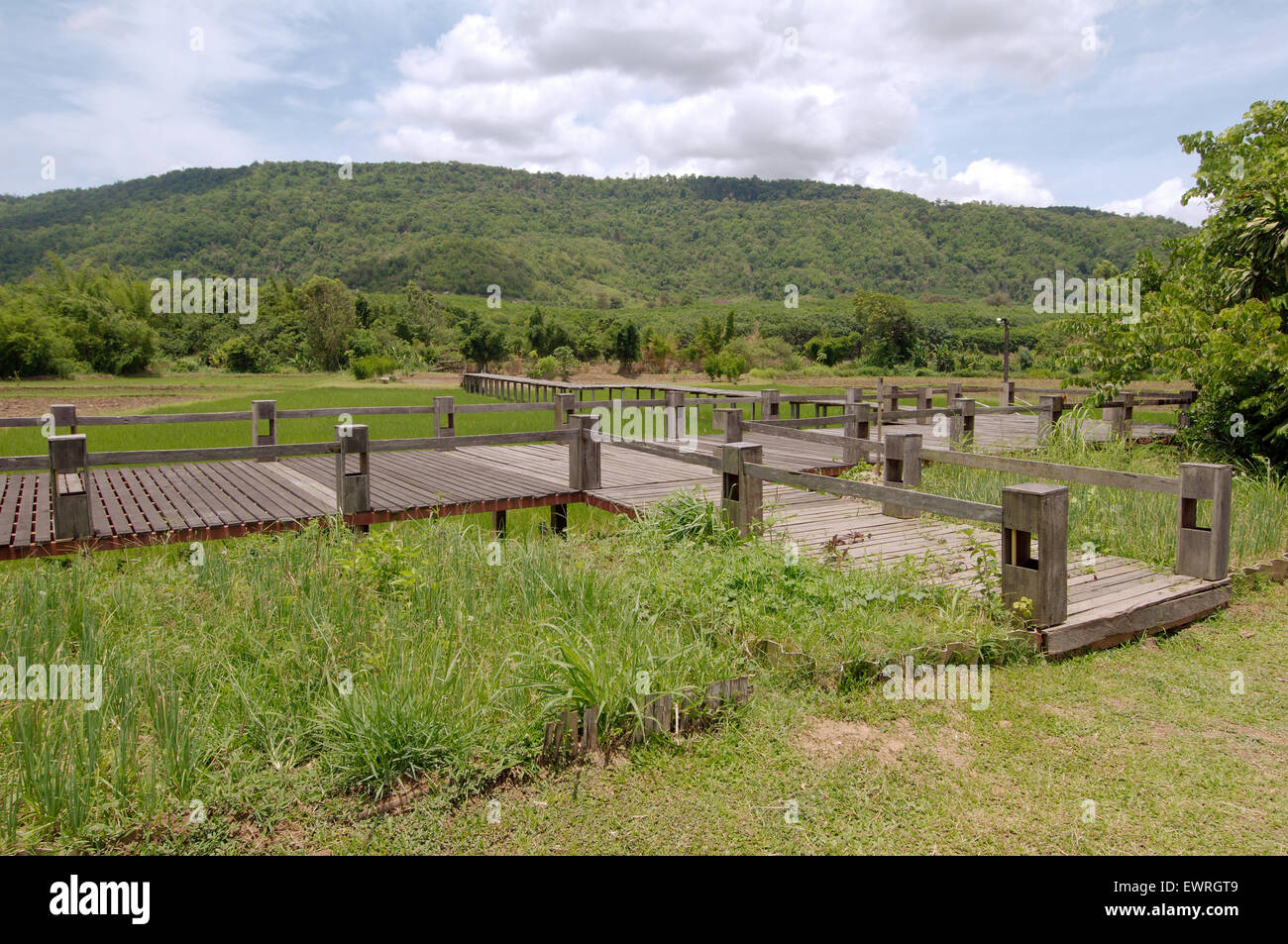 Ponte di legno sopra il campo di riso, Loei provincia, Thailandia Foto Stock