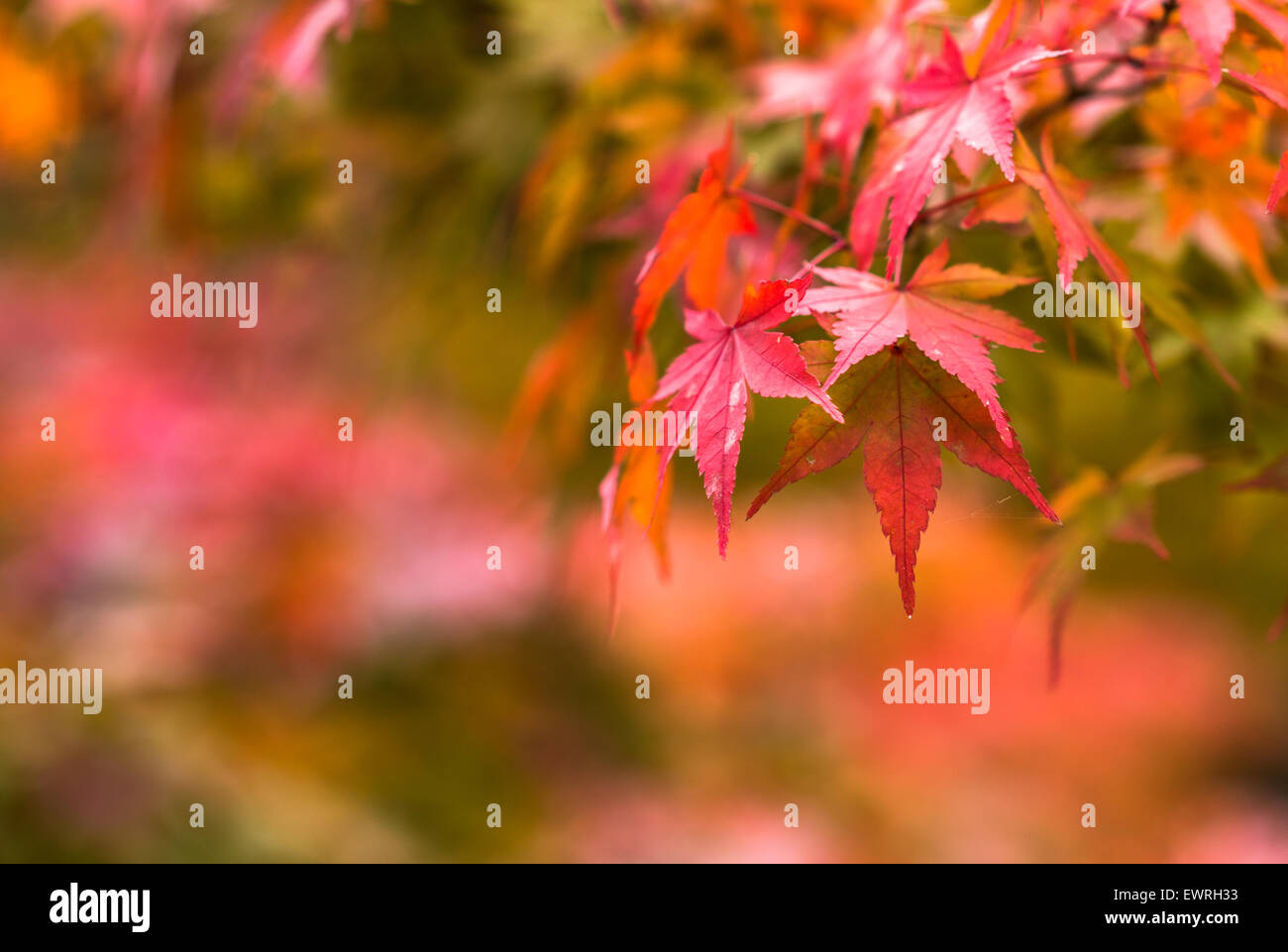 Foglie di autunno, molto superficiale la messa a fuoco Foto Stock