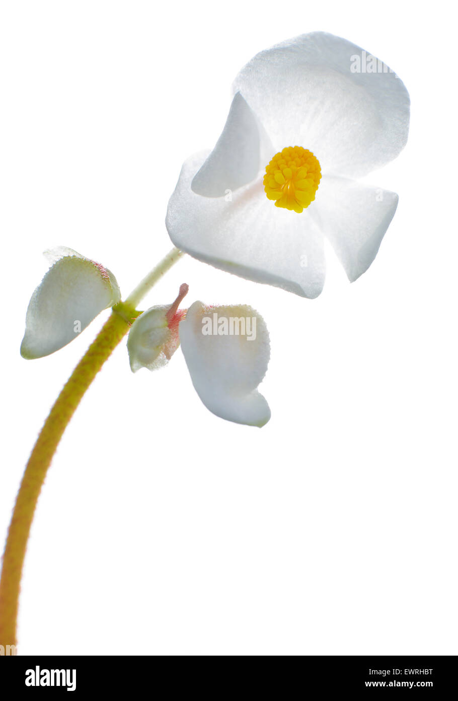 Fiore di begonia rex pianta di casa Foto Stock