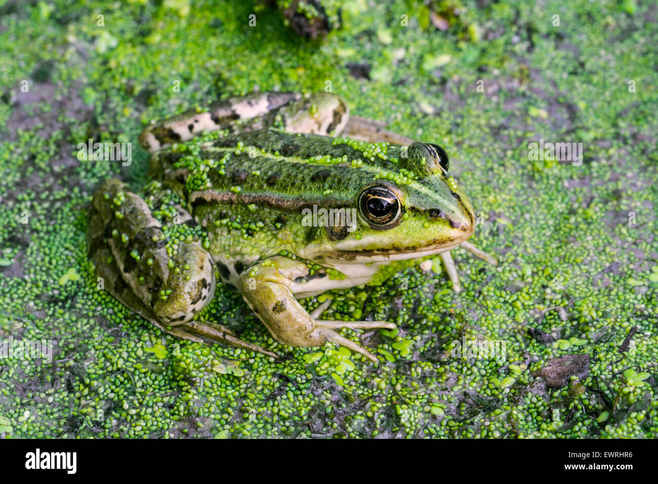 Rana verde / acqua comune / rana rana verde (Pelophylax kl. esculentus / Rana kl. esculenta) seduto tra lenticchie d'acqua in stagno Foto Stock