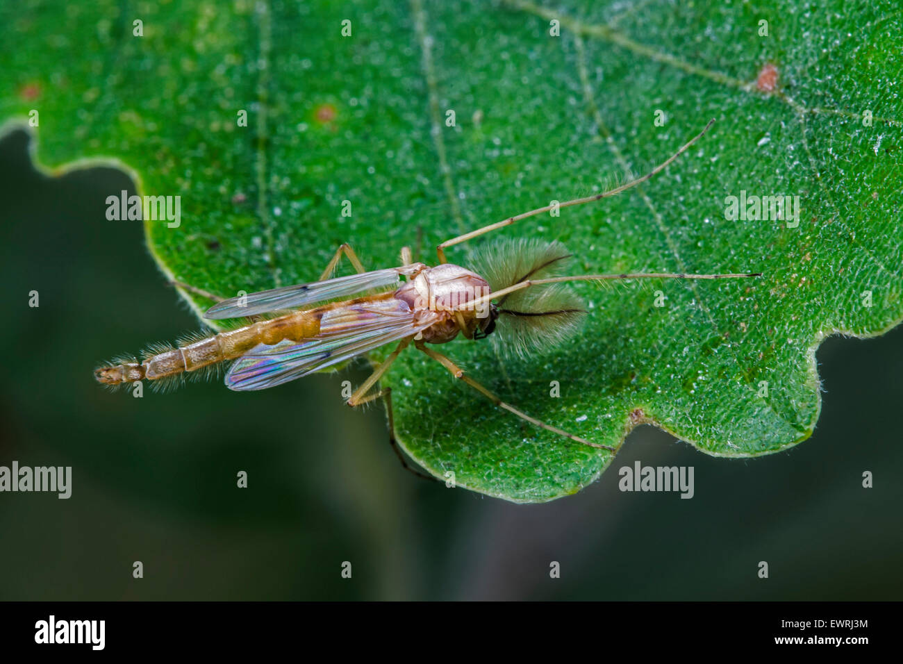 Il cicalino midge (Chironomus plumosus) specie di non mordere midge (Chironomidae) su foglie di quercia Foto Stock