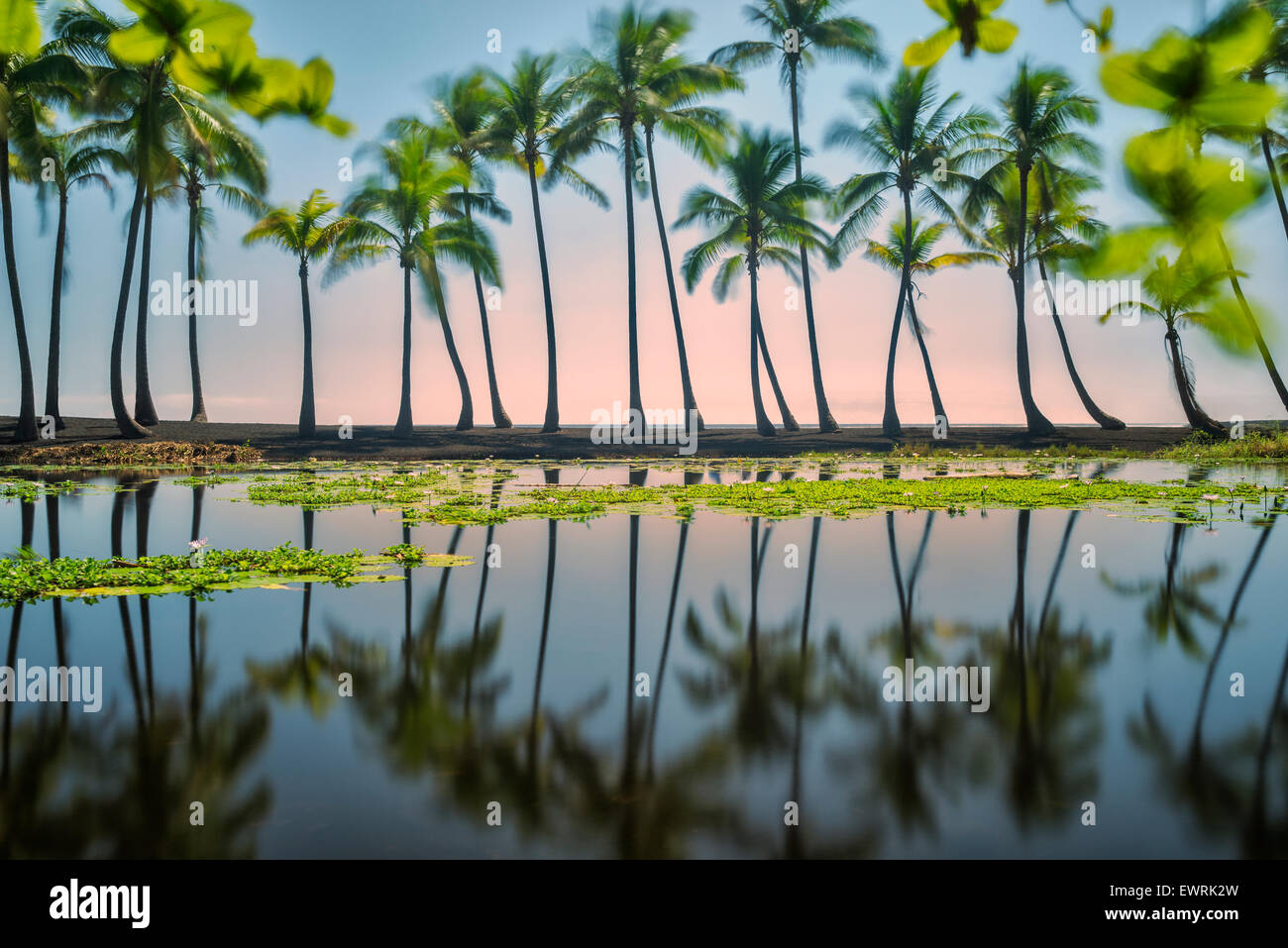 Palm riflessioni, spiaggia di sabbia nera. Hawaii, la Big Island Foto Stock