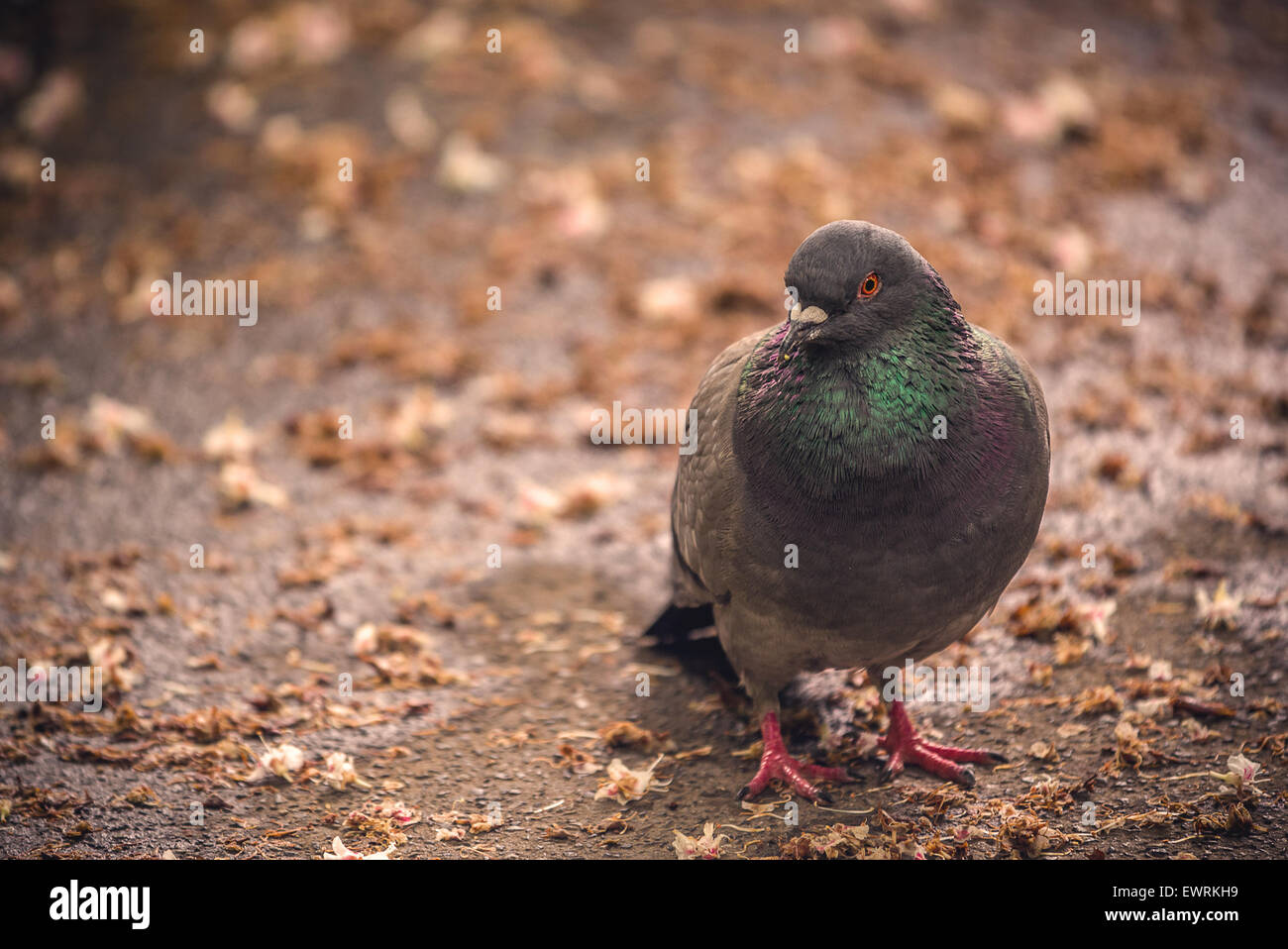 Piccione grigio in piedi sul suolo, Uccelli in ambiente urbano, il Fuoco selettivo Foto Stock