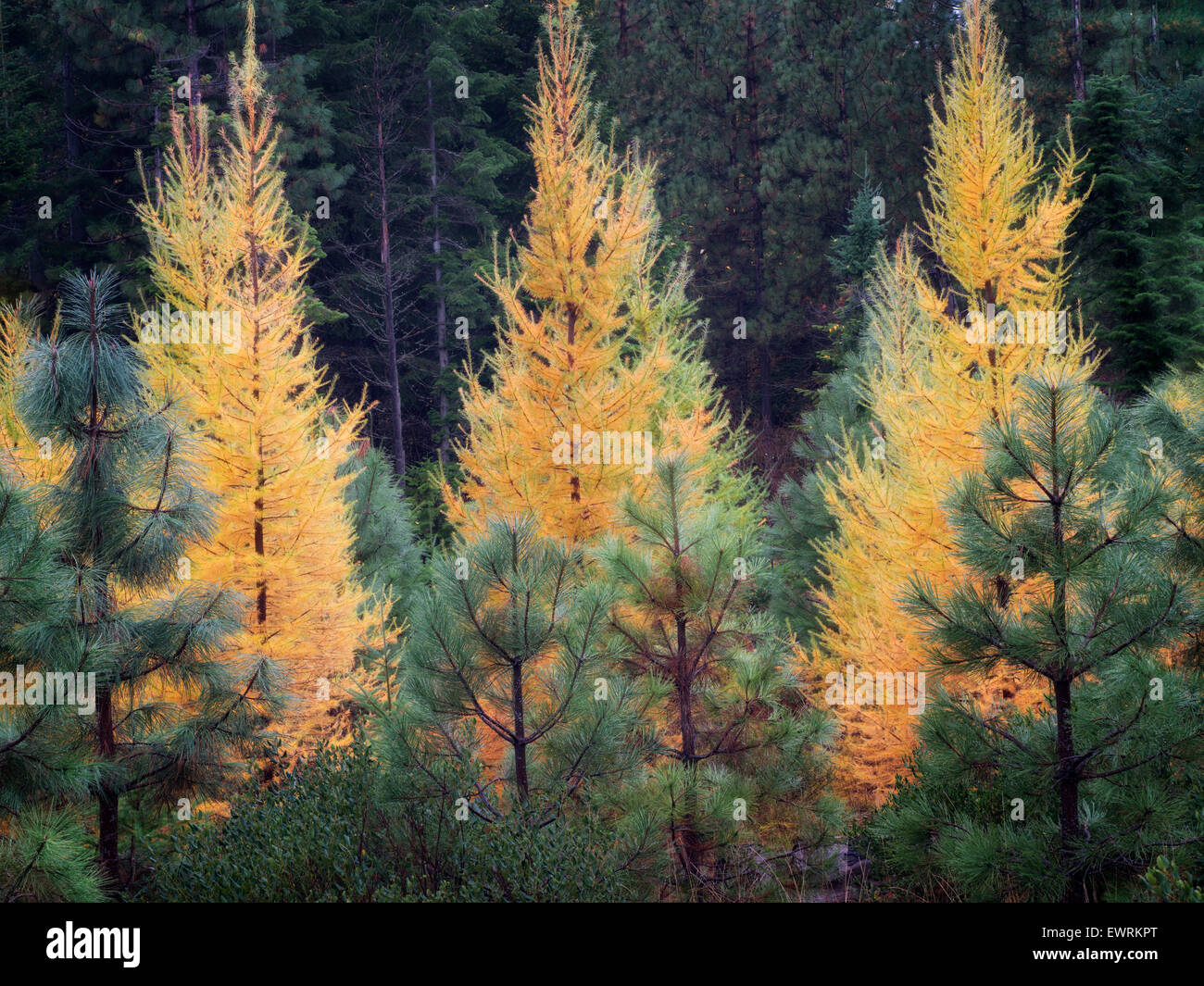 Caduta di colore e di larice Ponderosa Pine Trees. Washington Foto Stock