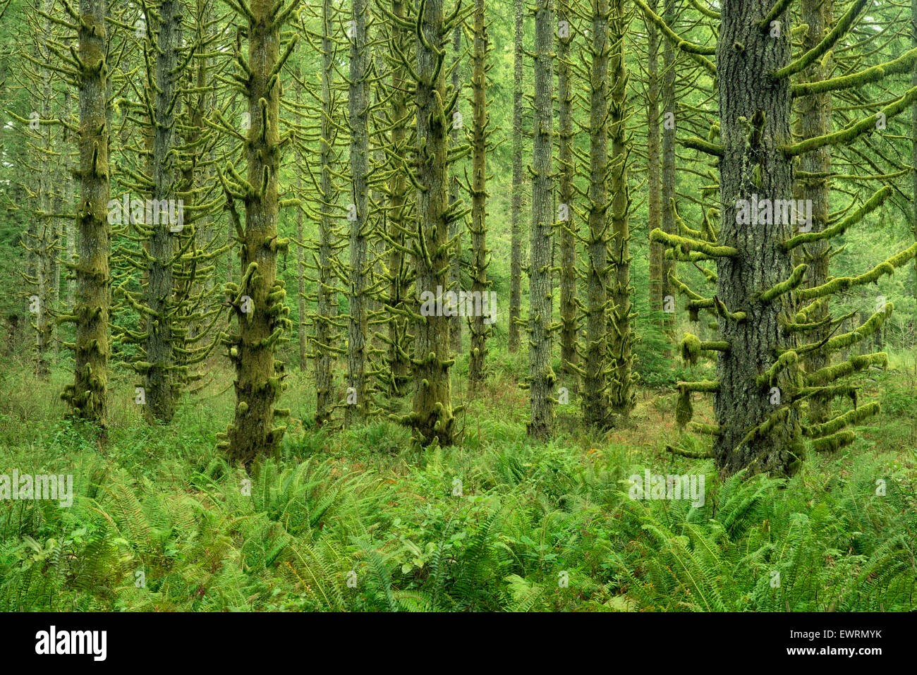 Moss ricoperta di abeti e felci. Silver Falls State Park, Oregon Foto Stock