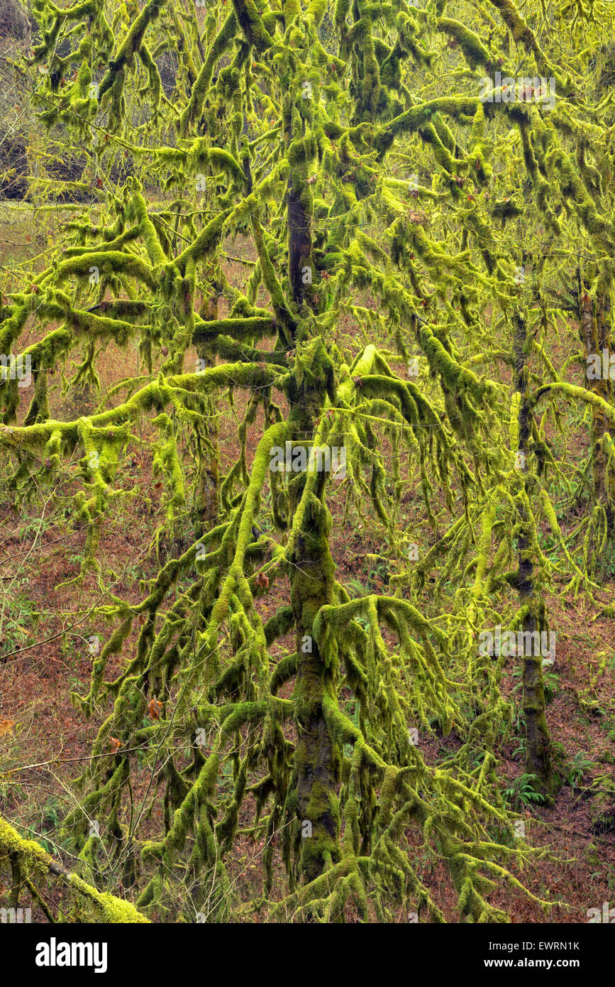 Coperte di muschio alberi di acero. Silver Falls State Park, Oregon. Foto Stock