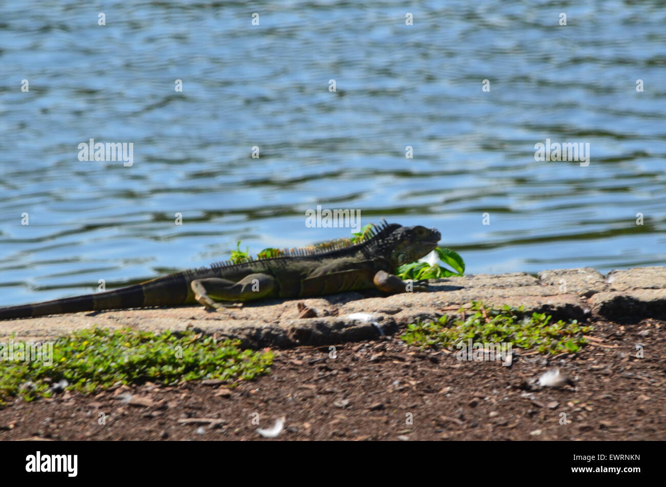 Iguana Foto Stock