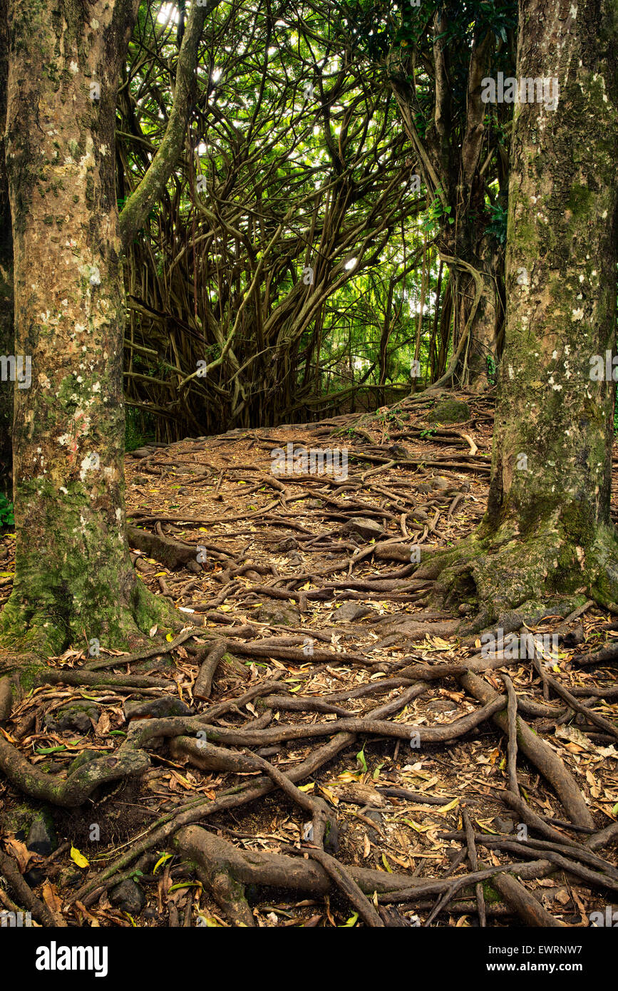 Percorso e grafi ad albero a Rainbow Falls. Hawaii, la Big Island Foto Stock