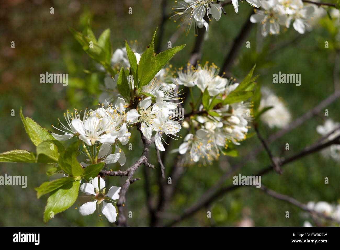 Vista ravvicinata della primavera fiorisce apple da un nano apple tree in un giardino di casa. Foto Stock