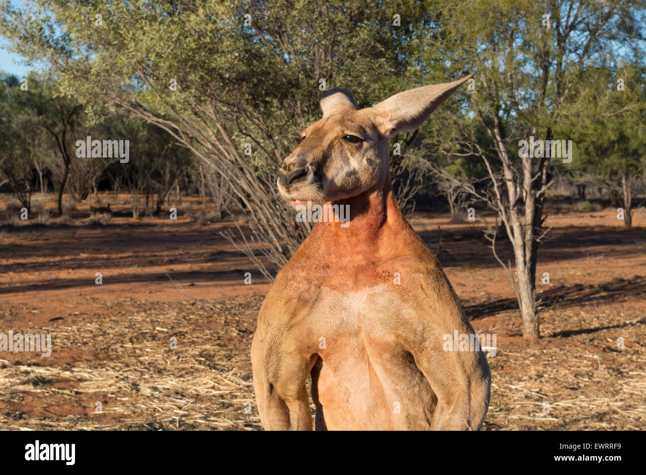 Australia, NT, Alice Springs. Il Santuario di canguro, 90 acri riserva faunistica dove il proprietario, Brolga, si prende cura di soccorrere i canguri. Foto Stock