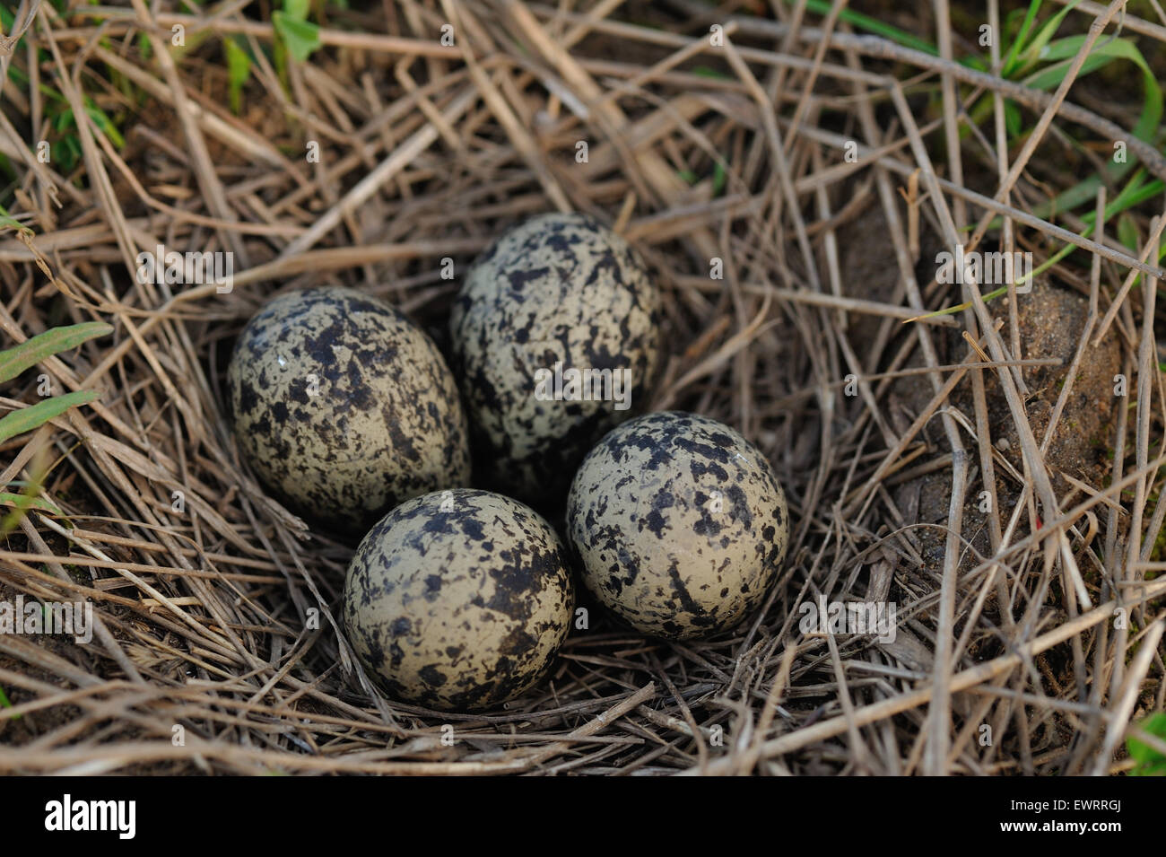 Pewits uova nel nido vicino. Foto Stock