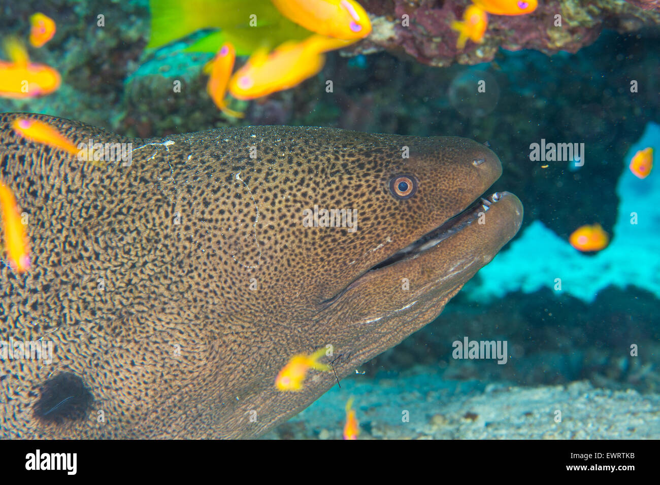 Murena coetanei a una telecamera con la bocca aperta sott'acqua in Egitto, Mar Rosso Foto Stock