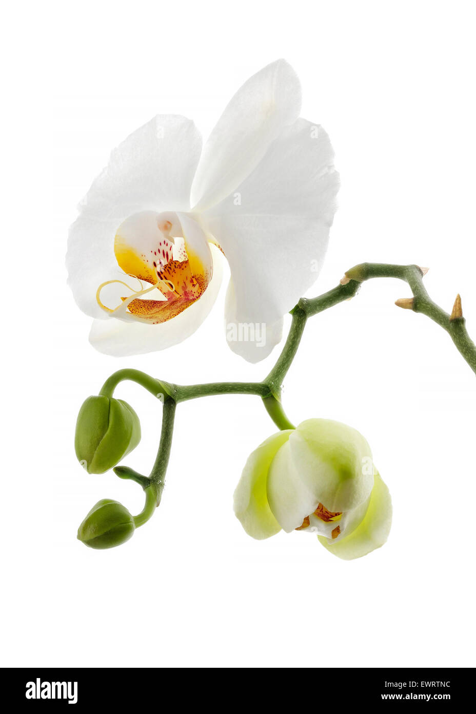 White Orchid flower isolato Foto Stock