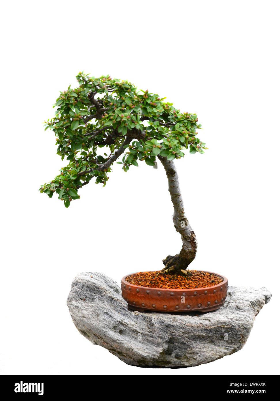 Asian Bonsai albero in vaso isolato su bianco Foto Stock