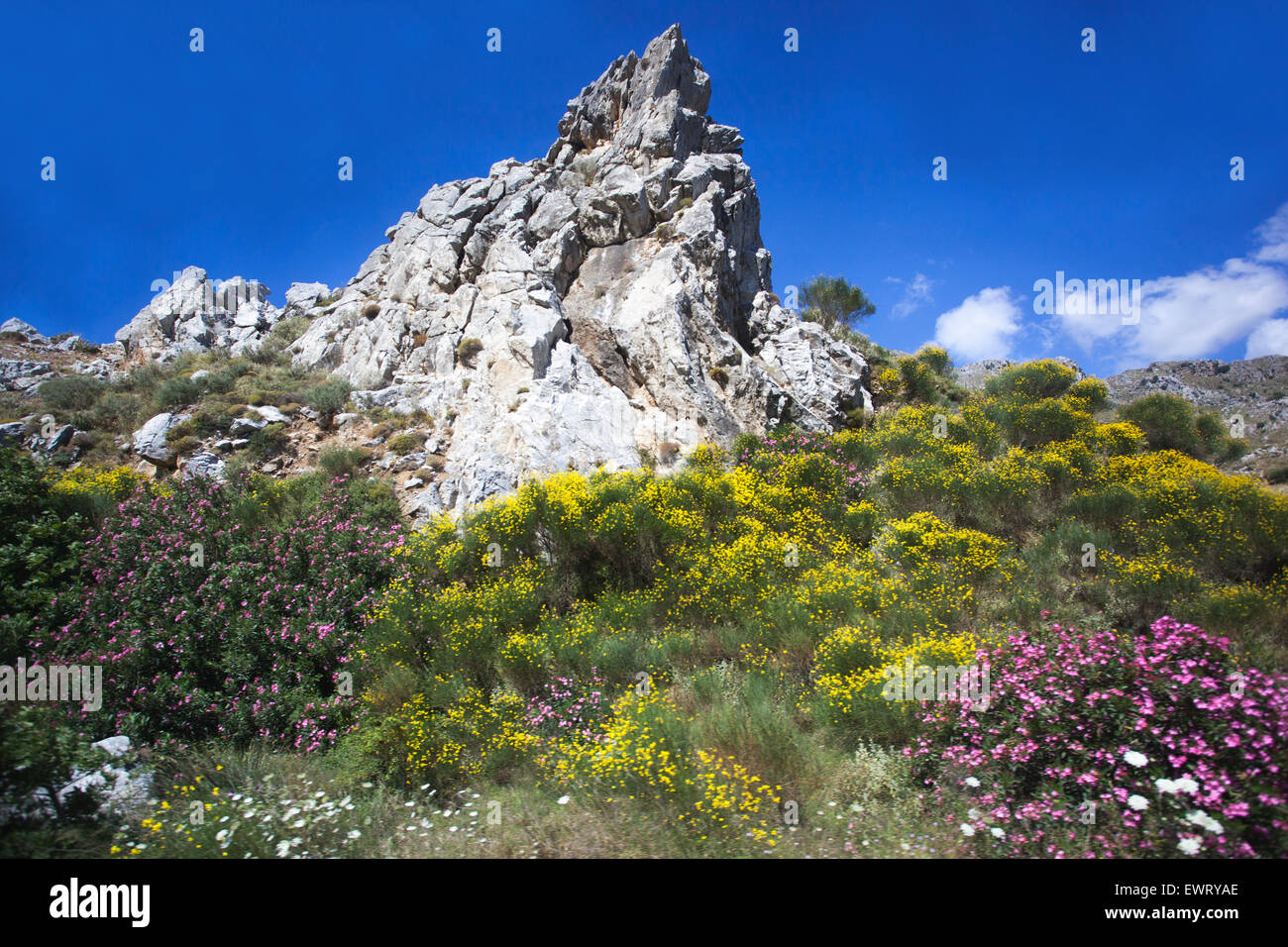 Oleandro fiorito Primavera Creta fiori Montagne Grecia paesaggio Lefka Ori Creta campagna Foto Stock