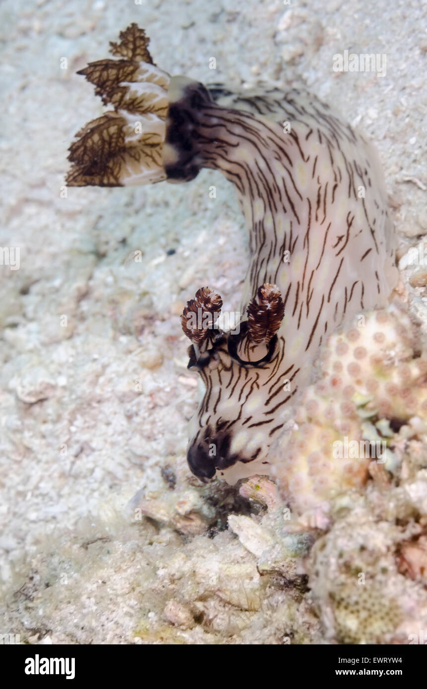 Sea slug o nudibranch, Jorunna rubescens, Anilao, Batangas, Filippine, Pacific Foto Stock