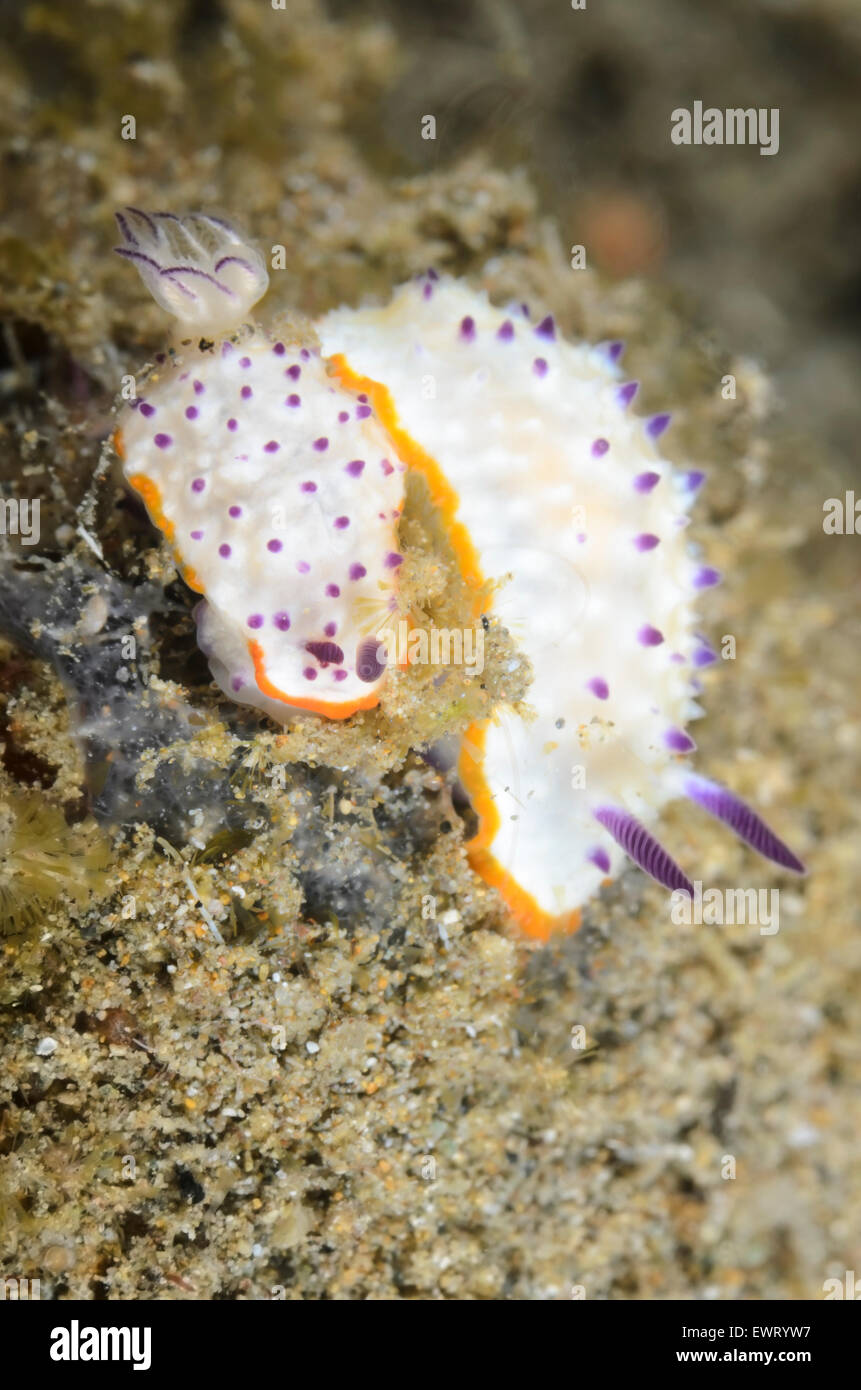 Nudibranchi o nudibranchi, Mexichromis multituberculata, Anilao, Batangas, Filippine, Pacific Foto Stock