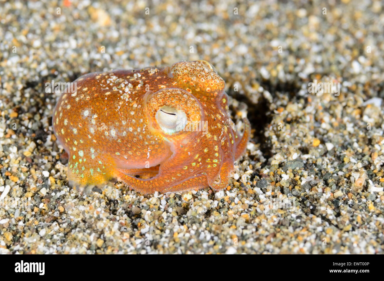 Tropical bottletail calamari, Sepiadarium kochi, Anilao, Batangas, Filippine, Pacific Foto Stock