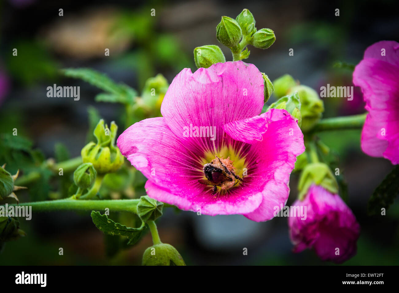 Bee in un fiore rosa, in harpers Ferry, West Virginia. Foto Stock