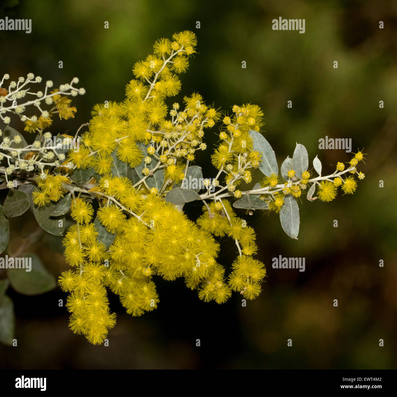 Cluster di giallo dorato di bargiglio Fiori, boccioli e foglie di Acacia podalyrifolia, Mount Morgan / argento graticcio su sfondo scuro Foto Stock