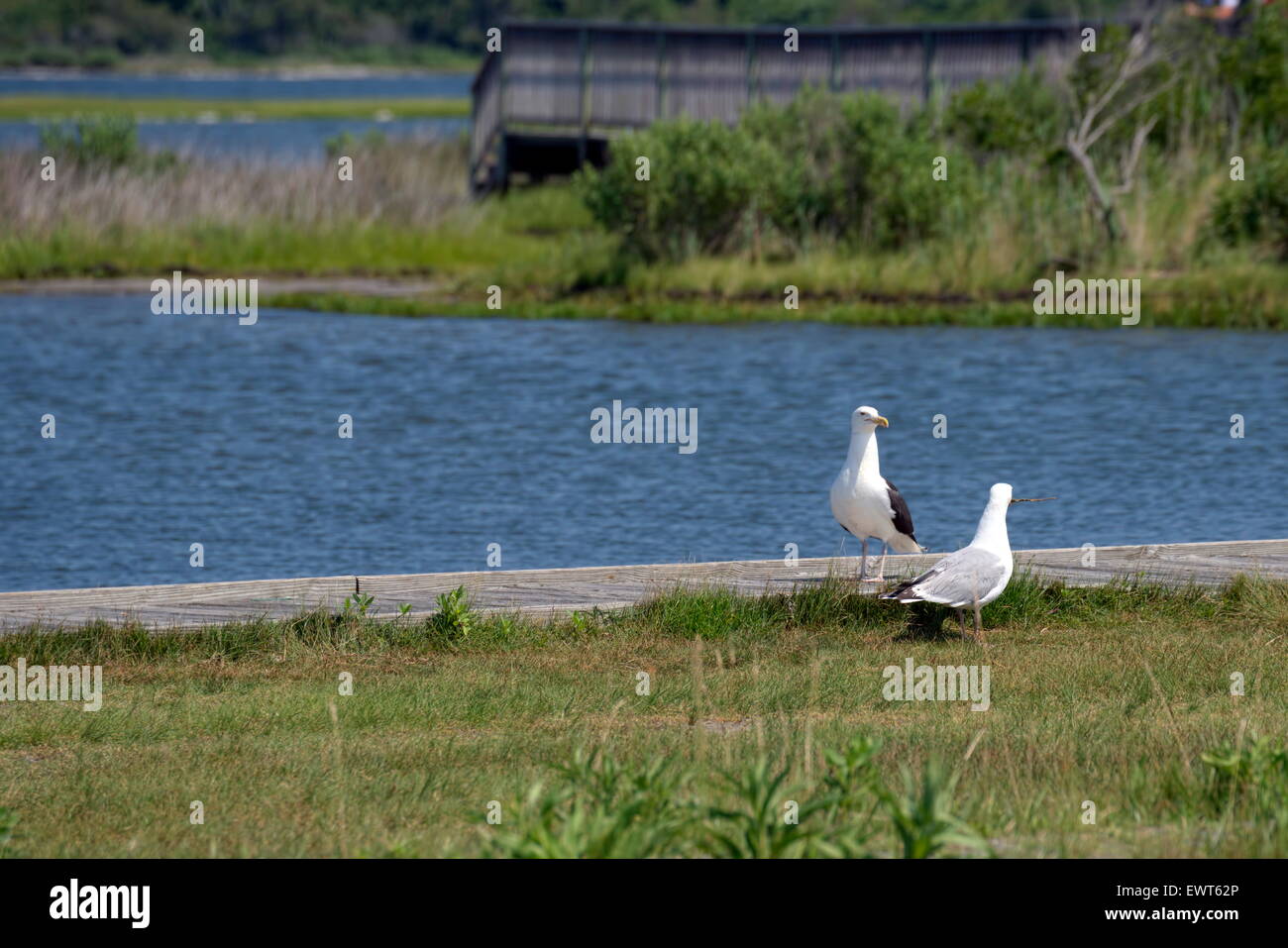 Due gabbiani si trovano nei pressi di un'area paludosa nel Delaware meridionale, USA. Foto Stock