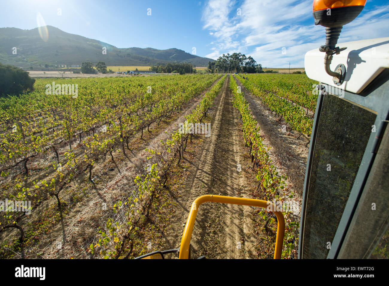 Stellenbosch, Sud Africa - , Vino Vendemmia Foto Stock