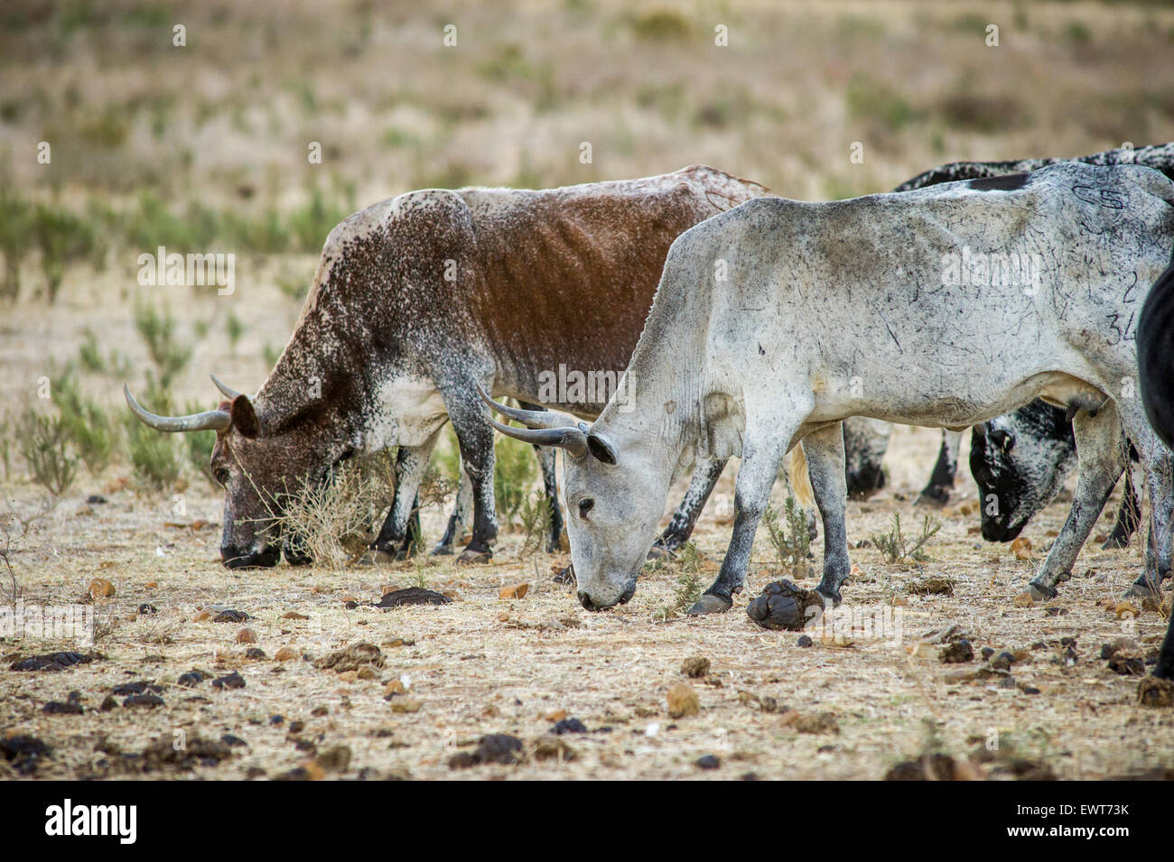 Sud Africa - Nguni bestiame in una fattoria Foto Stock