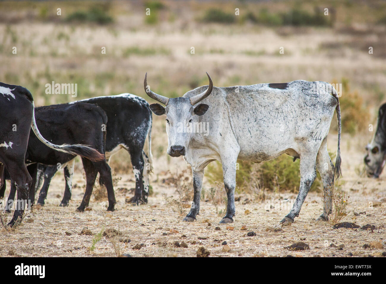 Sud Africa - Nguni bestiame in una fattoria Foto Stock