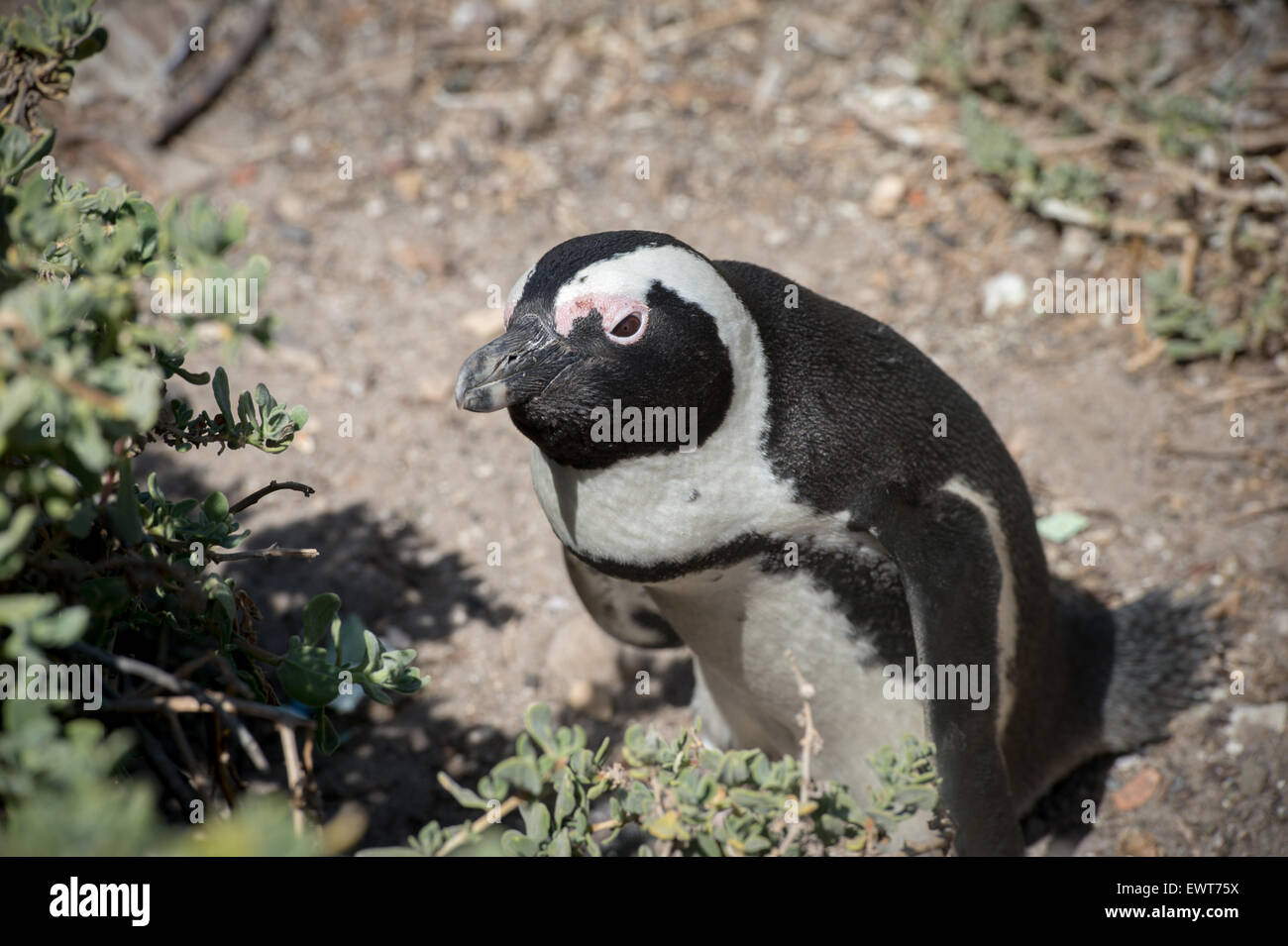 Betty's Bay, Sud Africa - i Penguins africani (Sfeniscidi) dall'acqua Foto Stock