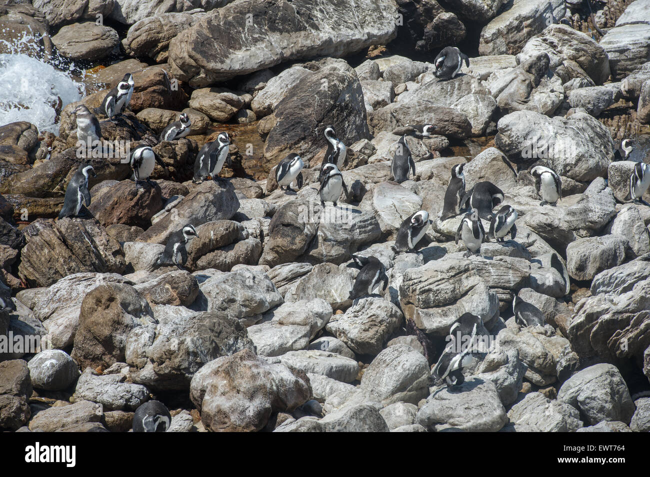 Betty's Bay, Sud Africa - i Penguins africani (Sfeniscidi) dall'acqua Foto Stock