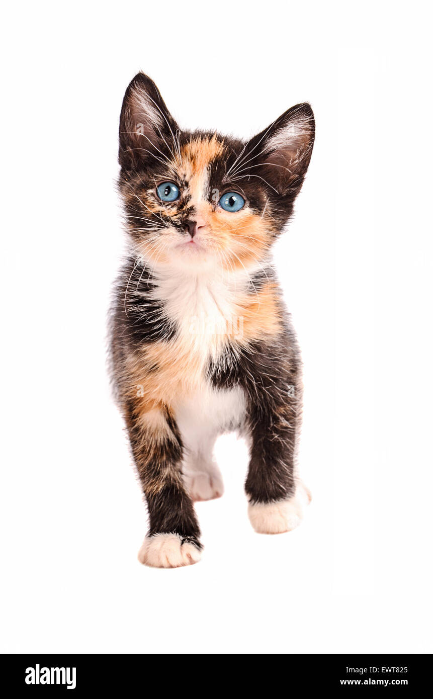 Un calico gattino con gli occhi blu, in piedi su un fondo bianco Foto Stock
