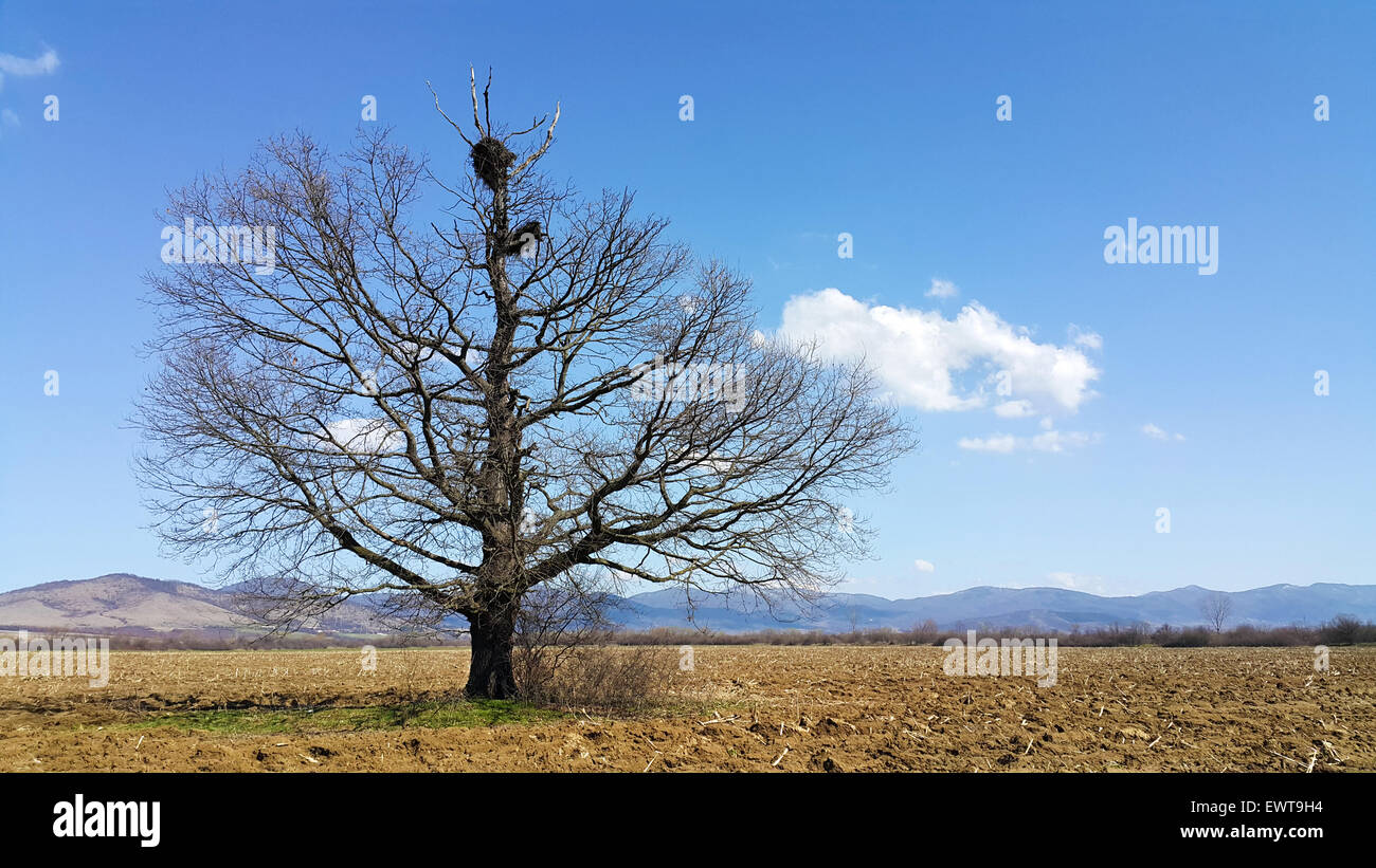 Lonely quercia con nido di cicogna sulla parte superiore. Inizio della primavera con terreni coltivati e cielo blu come sfondo Foto Stock