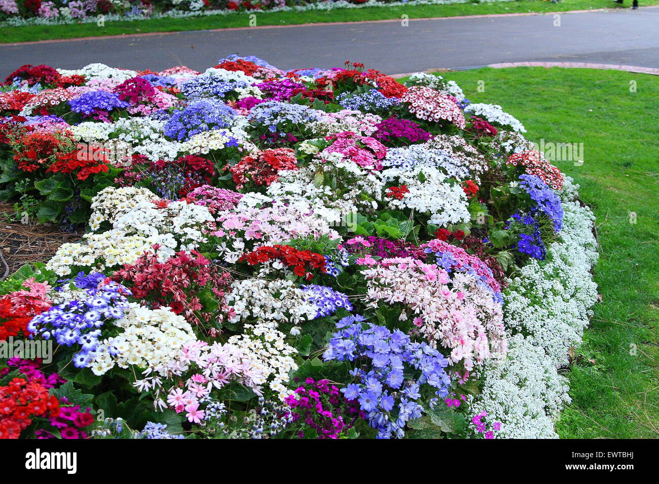 Fiori colorati in letti in Giardini Fitzroy Melbourne Victoria Australia Foto Stock