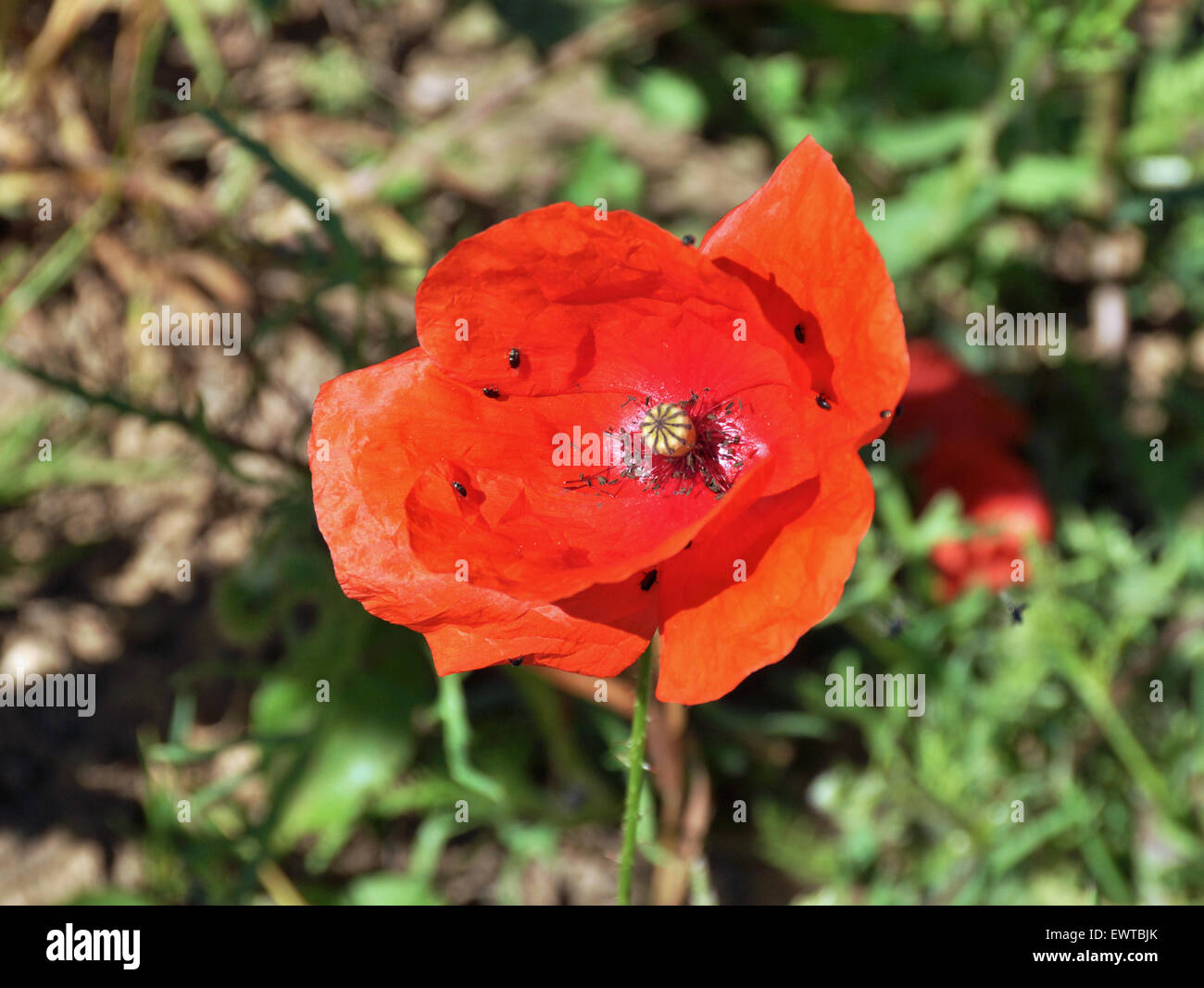 Un papavero rosso. Foto Stock