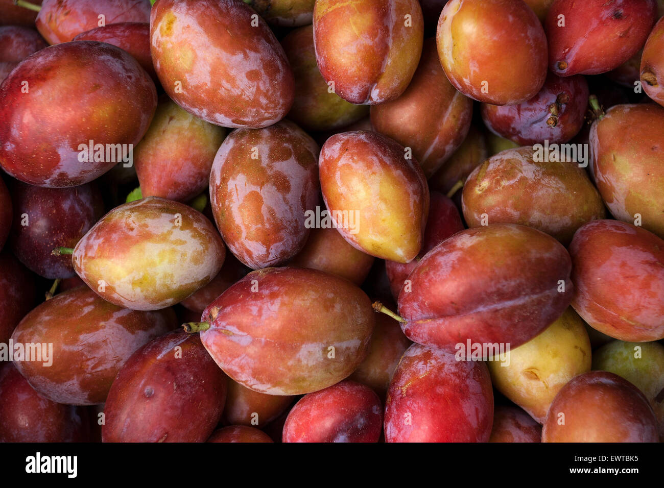 Le prugne (Prunus sp.), La Palma Isole Canarie Spagna Foto Stock
