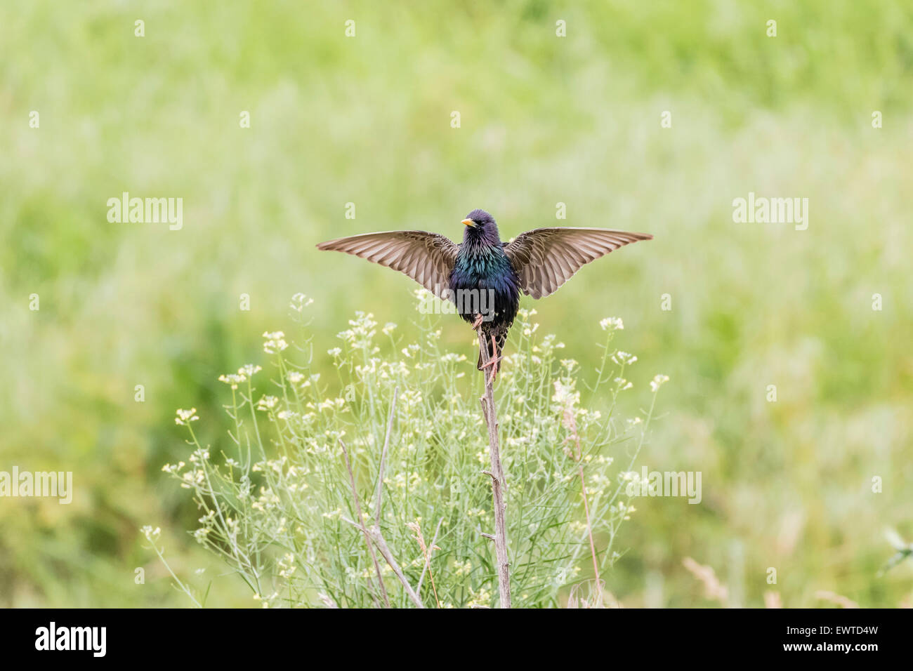 Starling (Sturnus vulgaris), corteggiare, Ruse Provincia, Bulgaria Foto Stock