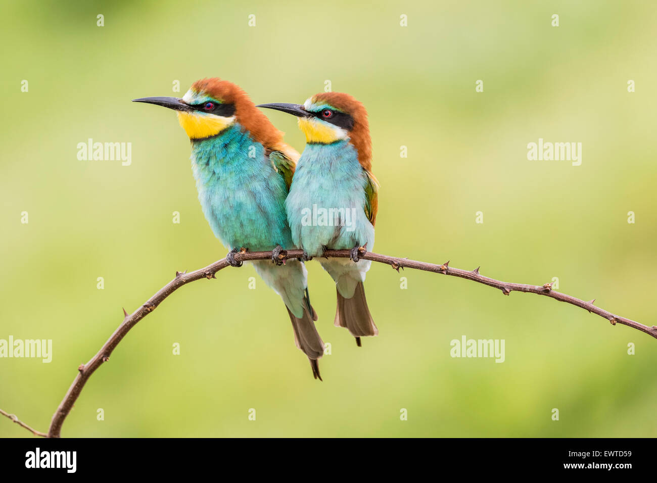 Unione Gruccione (Merops apiaster), di due uccelli seduto sul ramo, Ruse Provincia, Bulgaria Foto Stock