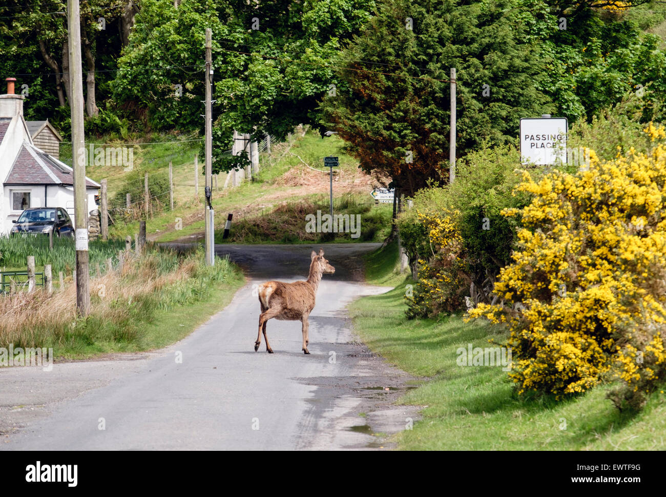 Red Deer cervo (Cervus elaphus) camminare su una strada di campagna in Lochranza, Isle of Arran, North Ayrshire, in Scozia, Regno Unito, Gran Bretagna Foto Stock